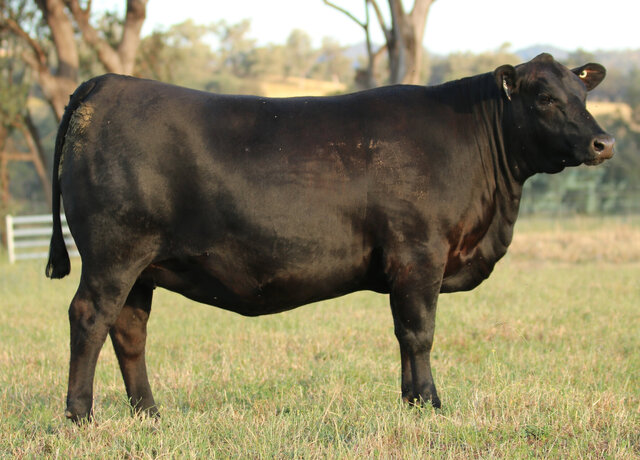 3RLS Undine V009 3RLS Undine V009