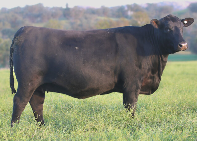 3RLS Undine T022 3RLS Undine T022