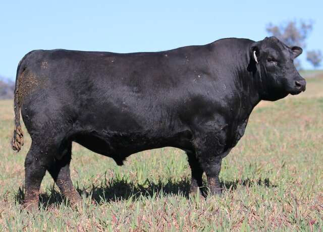Lot 35: 3RLS Stellar U187