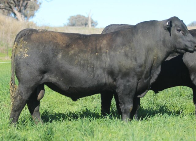 Lot 18: 3RLS Chiefton W011