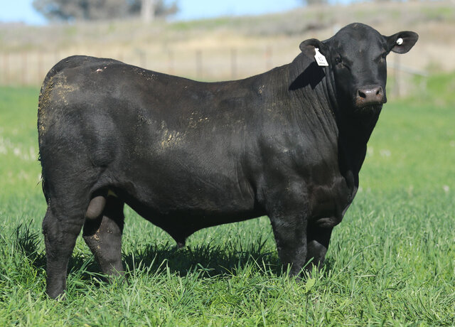 Lot 23: 3RLS Thedford W024