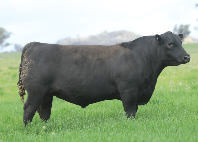 Lot 36: 3RLS Craftsman V111
