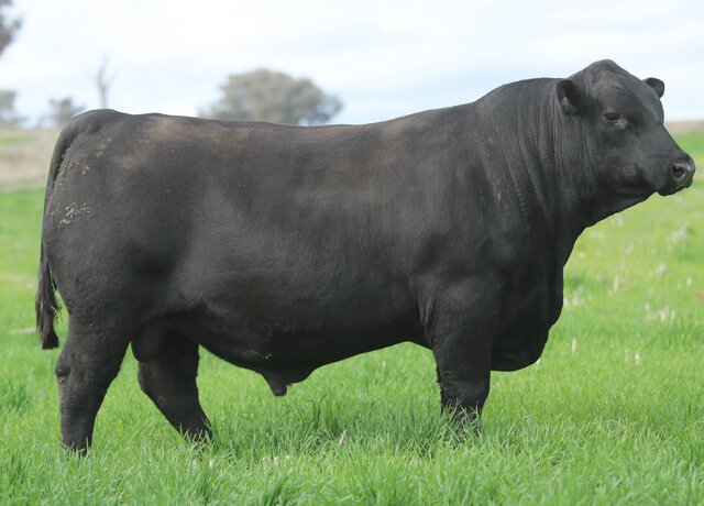 Lot 5: 3RLS Prolific V122