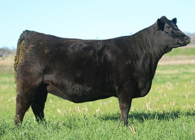 Lot 53: Donna V106 x Craftsman