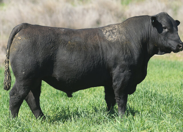 Lot 48: 3RLS Network W171