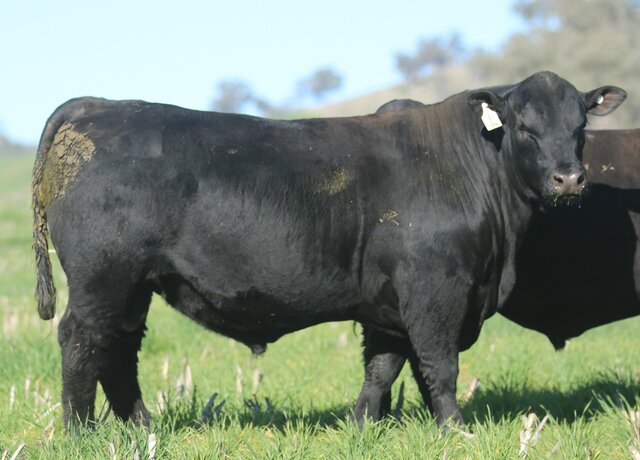 Lot 13: 3RLS Network W183