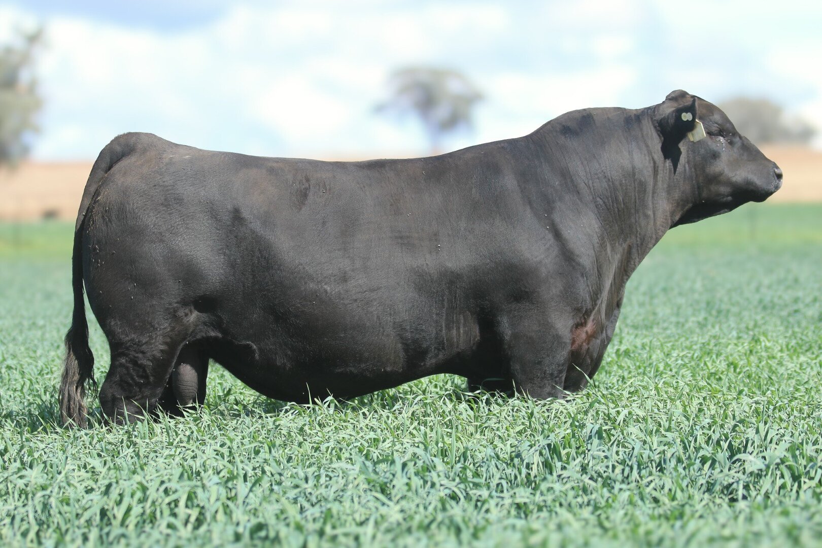 Semen Sales | 3R Angus