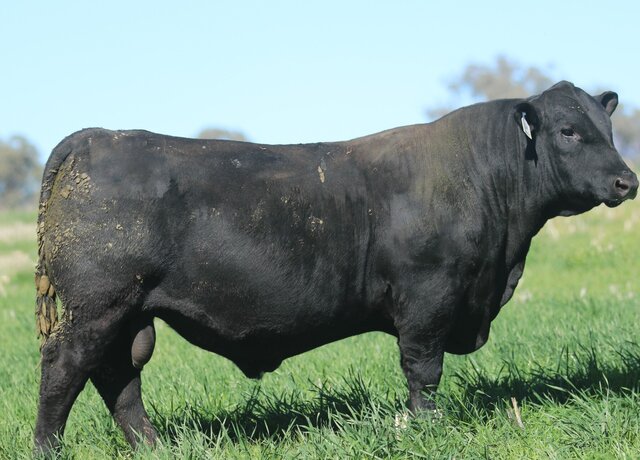 Lot 42: 3RLS Feat W045