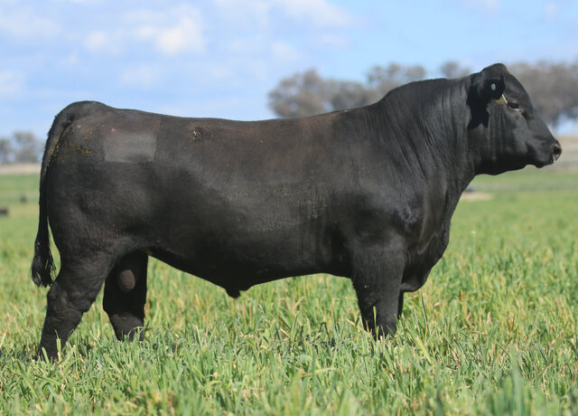 Lot 38: 3RLS Prolific V215