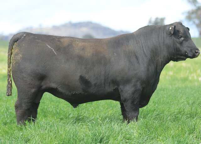 Lot 37: 3RLS Maverick V078