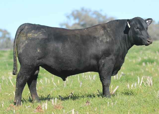 Lot 20: 3RLS Jake W018