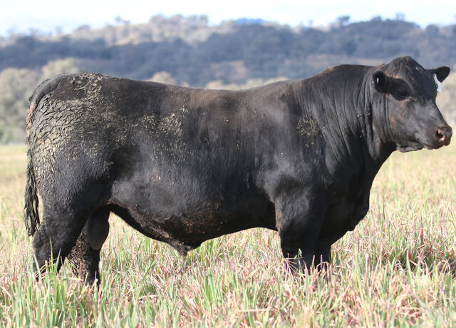 Lot 12: 3RLS Resilient V033