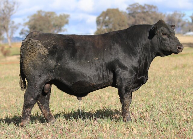 Lot 11: 3RLS Prime Time V021
