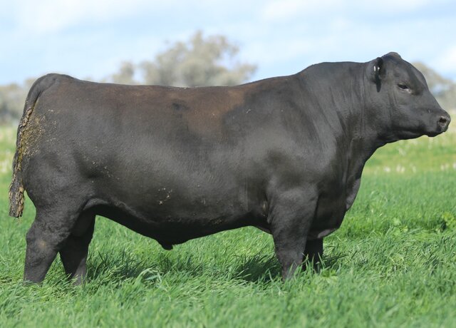 Lot 7: 3RLS Versatile V256