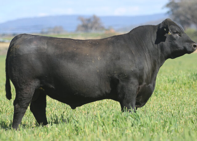 Lot 33: 3RLS Prolific V235