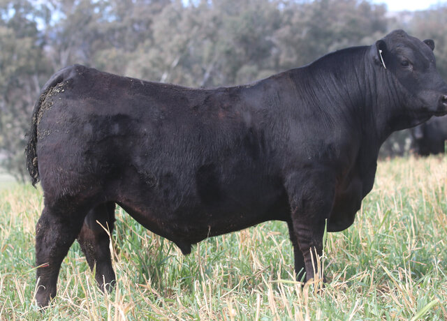 Lot 49 : 3RLS Judgement W169