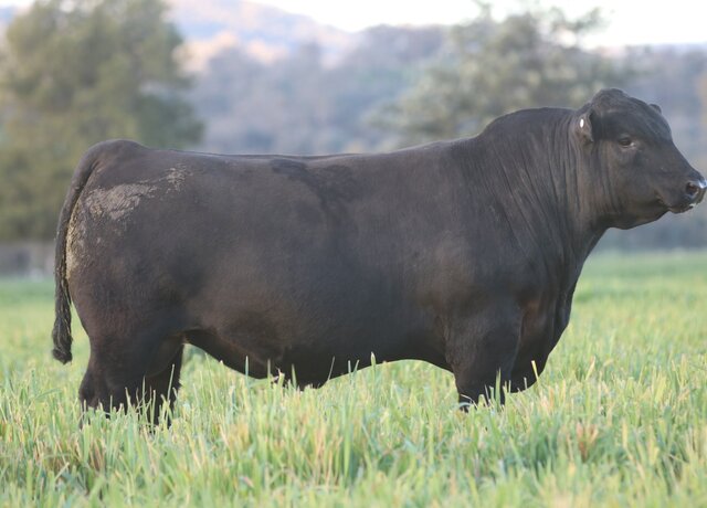 Lot 4: 3RLS Prolific V244