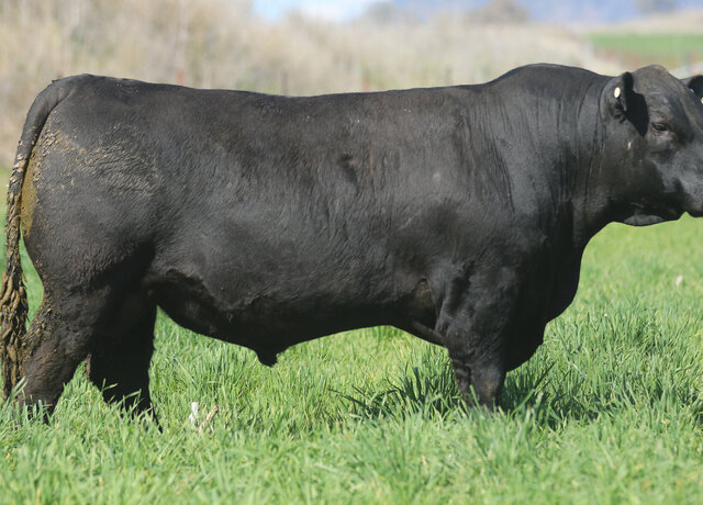 Lot 47: 3RLS Network W164