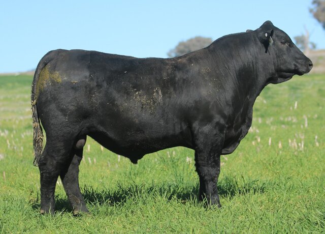Lot 22: 3RLS Craftsman W044