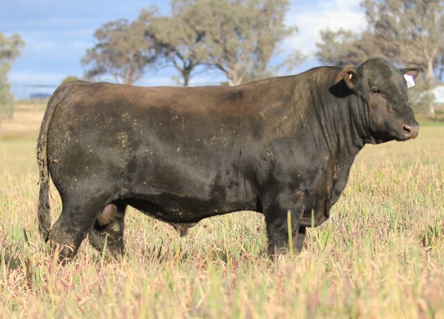 Lot 38: 3RLS Resilient V013