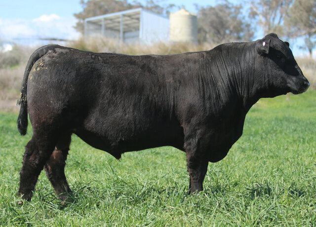 Lot 51: 3RLS Judgement W177