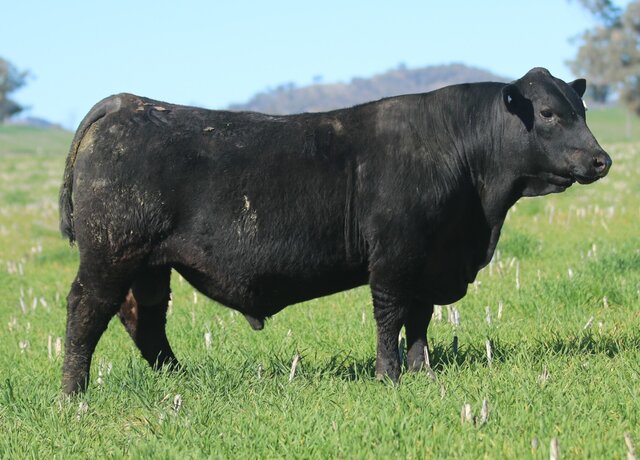 Lot 49 : 3RLS Judgement W169