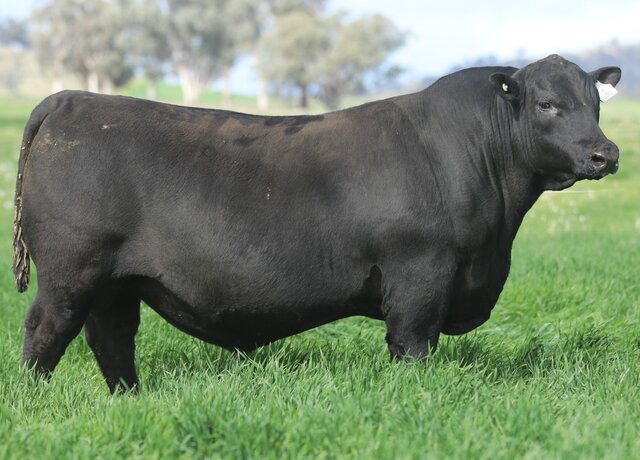 Lot 1: 3RLS Prolific V252