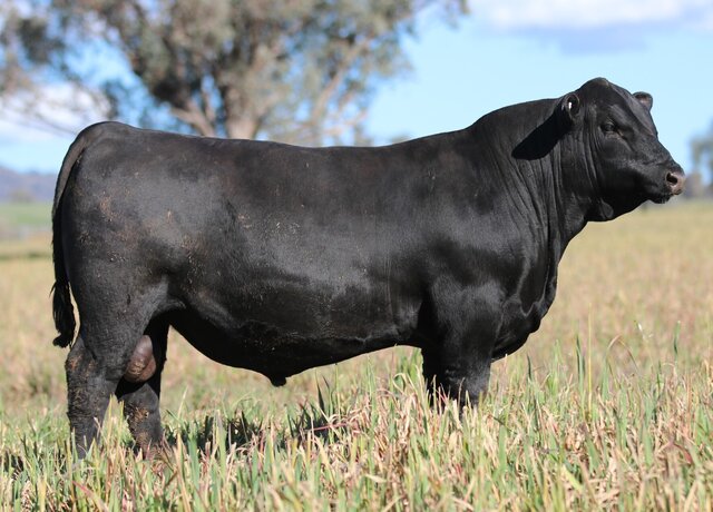 Lot 27: 3RLS Atlantis V049