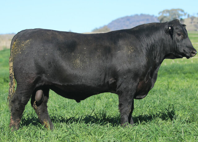Lot 45: 3RLS Jameson W052