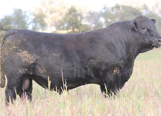 Lot 14: 3RLS Prolific V028