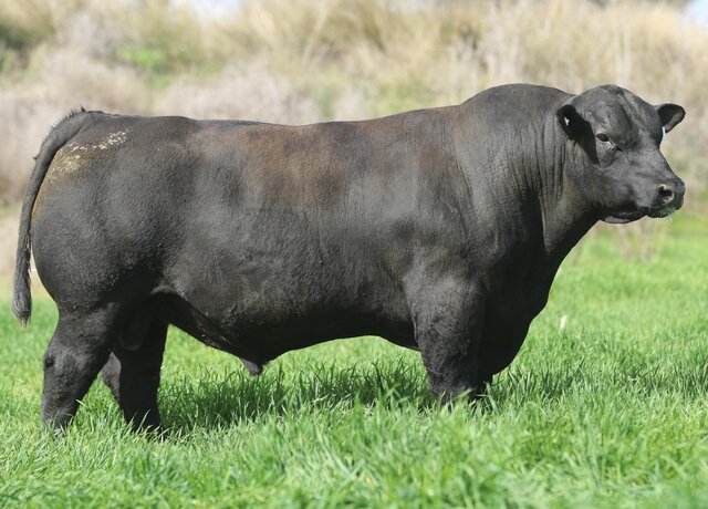 Lot 31: 3RLS Yellowstone V213