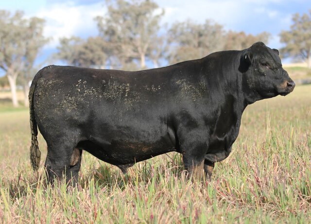 Lot 36: 3RLS Yellowstone V181