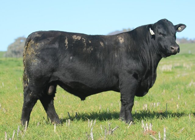 Lot 12: 3RLS Network W178