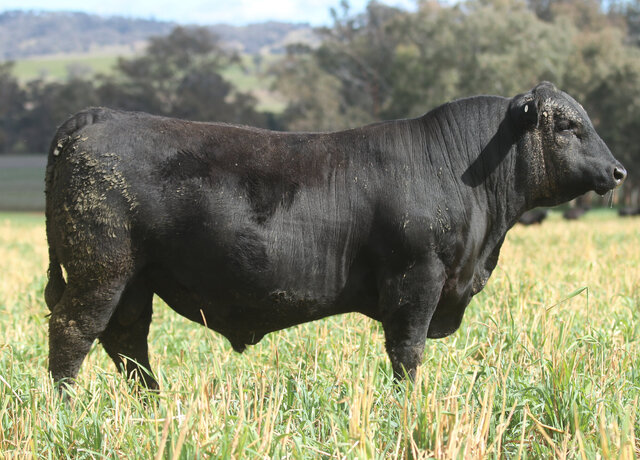 Lot 42: 3RLS Feat W045