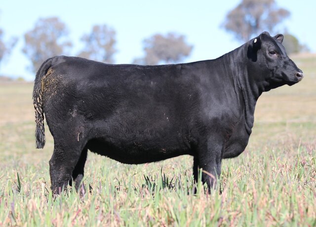 Lot 60: 3RLS Donna V116