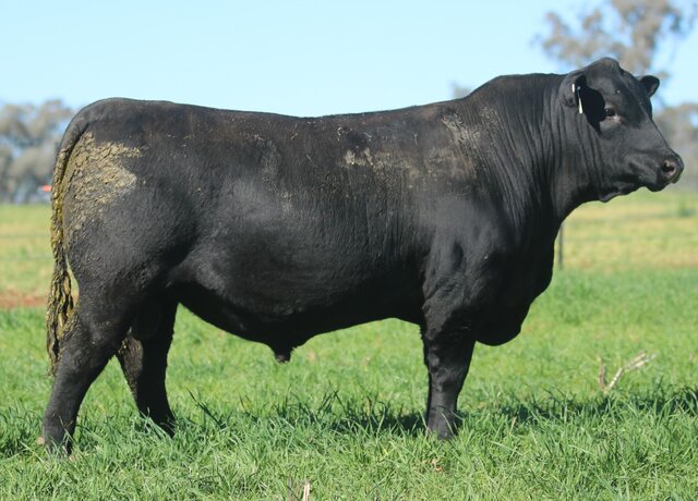 Lot 16: 3RLS Network W170