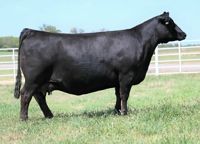 Lot 52: Donna 9309 x Maternal Source 356