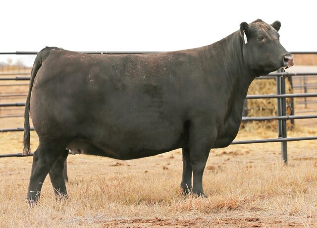 Duff Dixie Erica 15143 20113