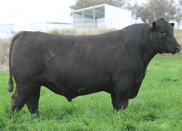 Lot 9: 3RLS Prolific V245