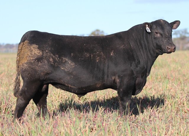 Lot 22: 3RLS Craftsman V044