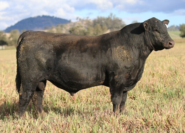 Lot 18: 3RLS Resilient V020