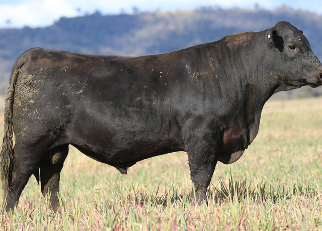 Lot 41: 3RLS Yellowstone V031