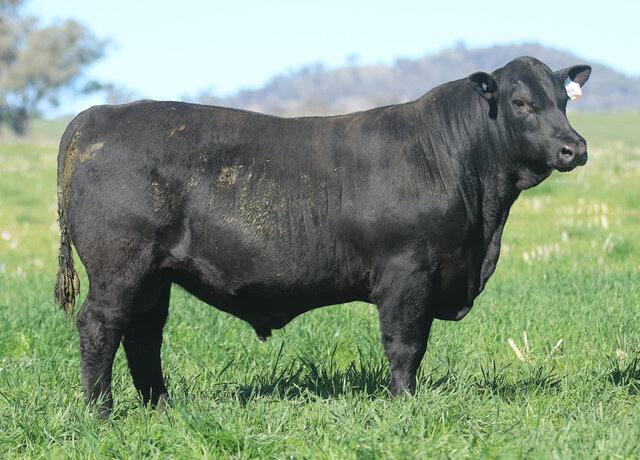 Lot 44: 3RLS Jameson W050