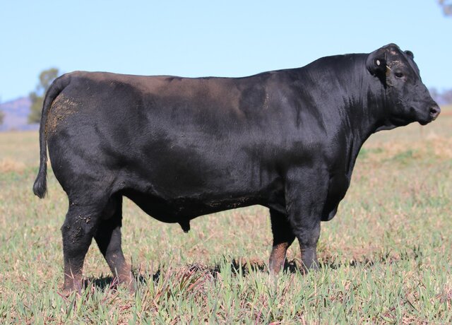 Lot 34: 3RLS Dry Valley U184