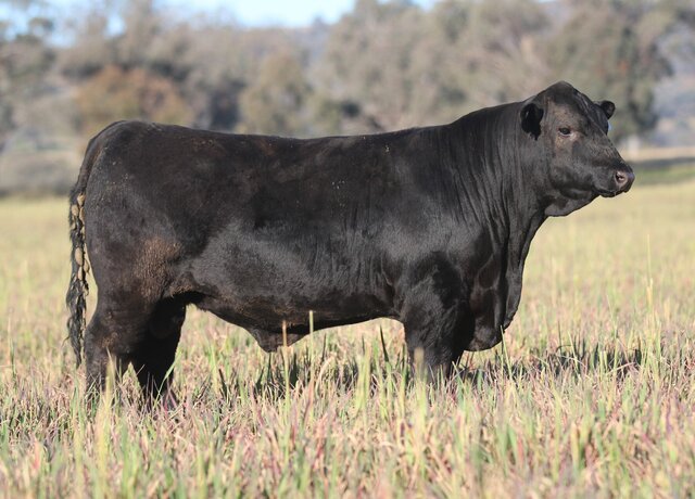 Lot 50: 3RLS Maverick V059