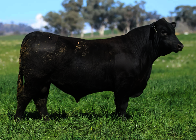 Lot 17: 3RLS Power Broker W035