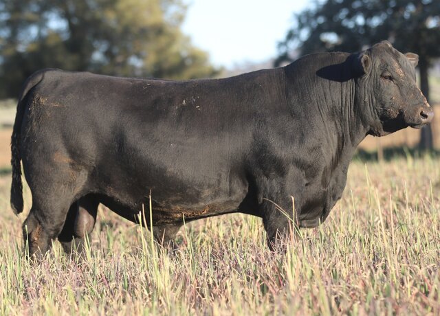 Lot 26: 3RLS Chiefton V041