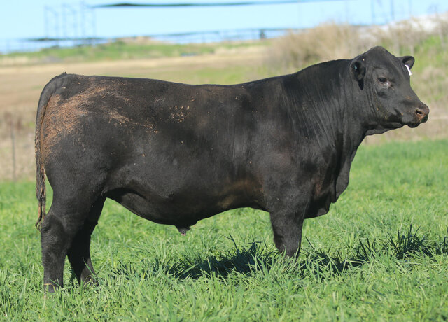 Lot 25: 3RLS Sunstone W092