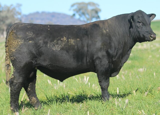 Lot 43: 3RLS Feat W041