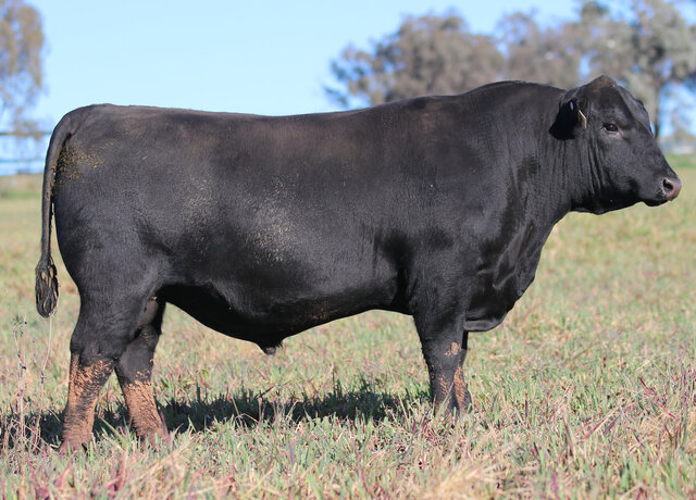 Lot 32: 3RLS Stellar U155